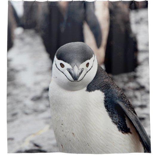 CHINSTRAP PENGUIN DOUCHEGORDIJN (Voorkant)