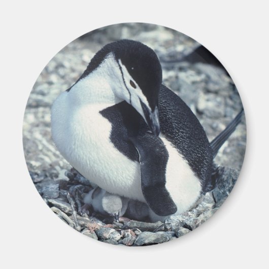 Chinstrap Penguin Magneet (Voorkant)