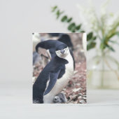 Chinstrap Penguin, Manchot? jugulaire (Pygosceli) Briefkaart (Staand voorkant)