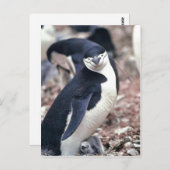 Chinstrap Penguin, Manchot? jugulaire (Pygosceli) Briefkaart (Voorkant / Achterkant)