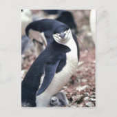 Chinstrap Penguin, Manchot? jugulaire (Pygosceli) Briefkaart (Voorkant)