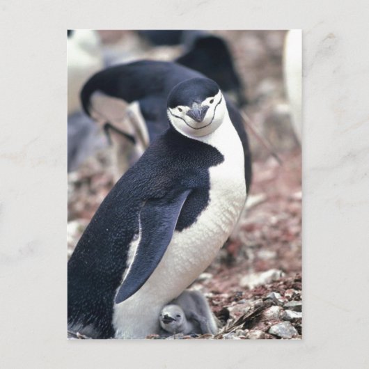 Chinstrap Penguin, Manchot? jugulaire (Pygosceli) Briefkaart (Voorkant)