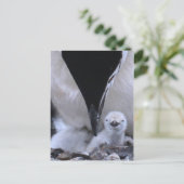 Chinstrap Penguin Parent en Chick Briefkaart (Staand voorkant)