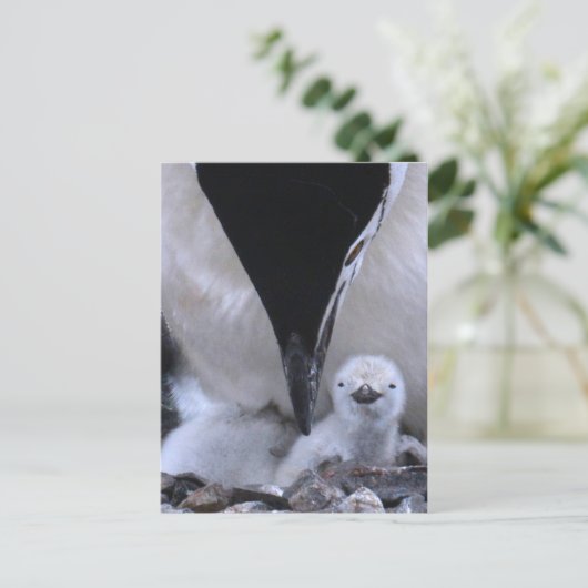 Chinstrap Penguin Parent en Chick Briefkaart (Staand voorkant)