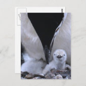 Chinstrap Penguin Parent en Chick Briefkaart (Voorkant / Achterkant)