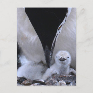 Chinstrap Penguin Parent en Chick Briefkaart