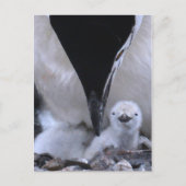 Chinstrap Penguin Parent en Chick Briefkaart (Voorkant)
