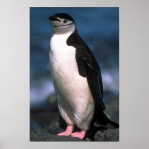 Chinstrap Penguin Poster