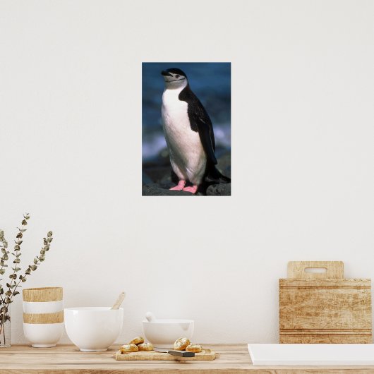 Chinstrap Penguin Poster (Keuken)