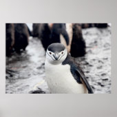 CHINSTRAP PENGUIN POSTER (Voorkant)
