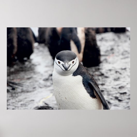 CHINSTRAP PENGUIN POSTER (Voorkant)