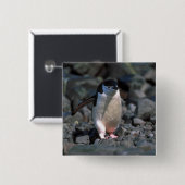 Chinstrap Penguin Vierkante Button 5,1 Cm (Voorkant /achterkant)