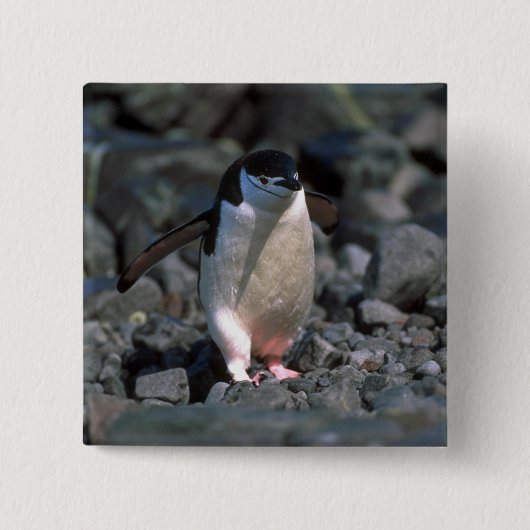 Chinstrap Penguin Vierkante Button 5,1 Cm (Voorkant)