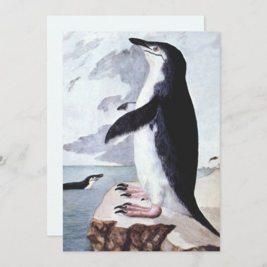  Chinstrap Penguin, vogels uit Antarctica (Voorkant / Achterkant)