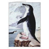  Chinstrap Penguin, vogels uit Antarctica (Voorkant)