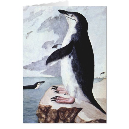 Chinstrap Penguin, vogels uit Antarctica (Voorkant)