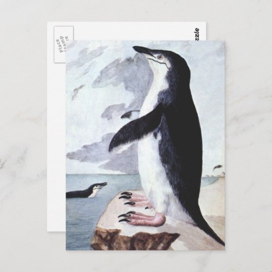  Chinstrap Penguin, vogels uit Antarctica Briefkaart (Voorkant / Achterkant)