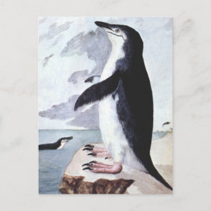 Chinstrap Penguin, vogels uit Antarctica Briefkaart