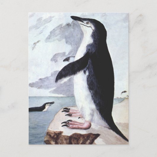  Chinstrap Penguin, vogels uit Antarctica Briefkaart (Voorkant)