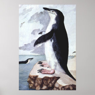 Chinstrap Penguin, vogels uit Antarctica Poster