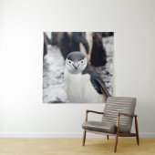 CHINSTRAP PENGUIN WANDKLEED (In situ)