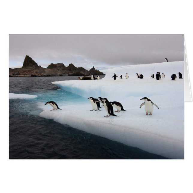 Chinstrap Penguins (Voorkant Horizontaal)