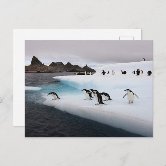 Chinstrap Penguins Briefkaart (Voorkant / Achterkant)