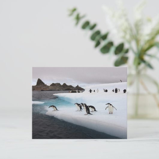 Chinstrap Penguins Briefkaart (Staand voorkant)