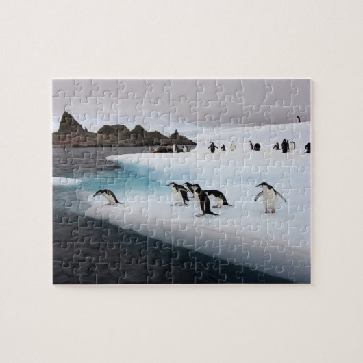 Chinstrap Penguins Legpuzzel (Horizontaal)