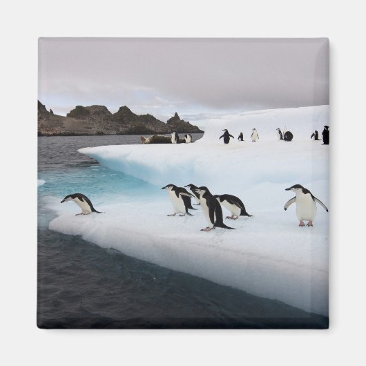 Chinstrap Penguins Magneet (Voorkant)