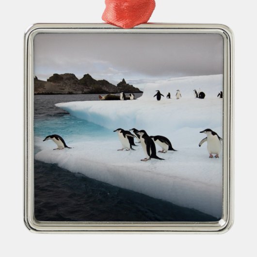 Chinstrap Penguins Metalen Ornament (Voorkant)