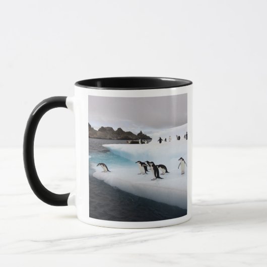 Chinstrap Penguins Mok (Links)