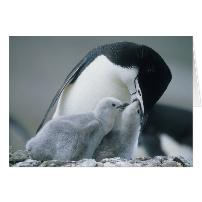 Chinstrap Penguins, Pygoscelis antarctica), (Voorkant Horizontaal)
