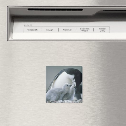 Chinstrap Penguins, Pygoscelis antarctica), Magneet (Insitu (Vaatwasser))