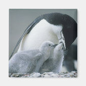 Chinstrap Penguins, Pygoscelis antarctica), Magneet (Voorkant)