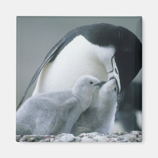 Chinstrap Penguins, Pygoscelis antarctica), Magneet (Voorkant)