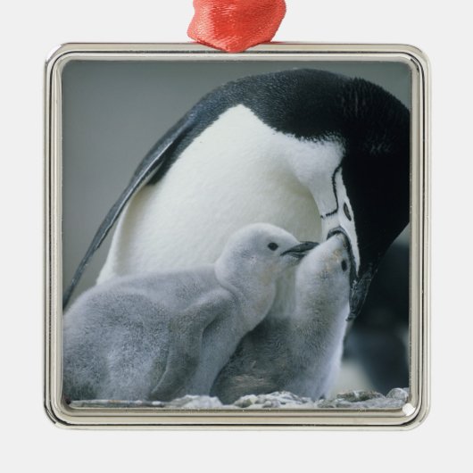 Chinstrap Penguins, Pygoscelis antarctica), Metalen Ornament (Voorkant)