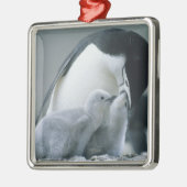 Chinstrap Penguins, Pygoscelis antarctica), Metalen Ornament (Links)