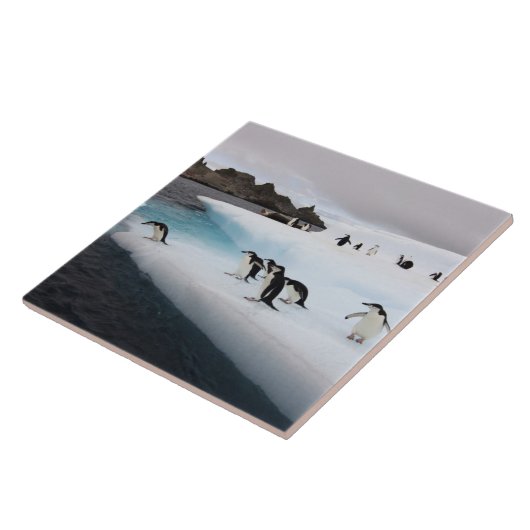 Chinstrap Penguins Tegeltje (Zijkant)