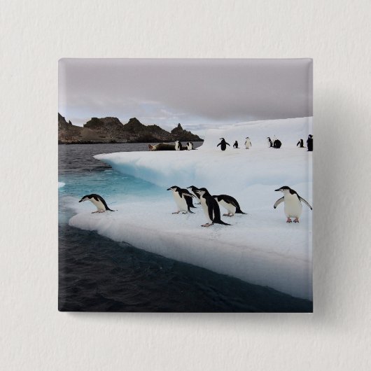 Chinstrap Penguins Vierkante Button 5,1 Cm (Voorkant)
