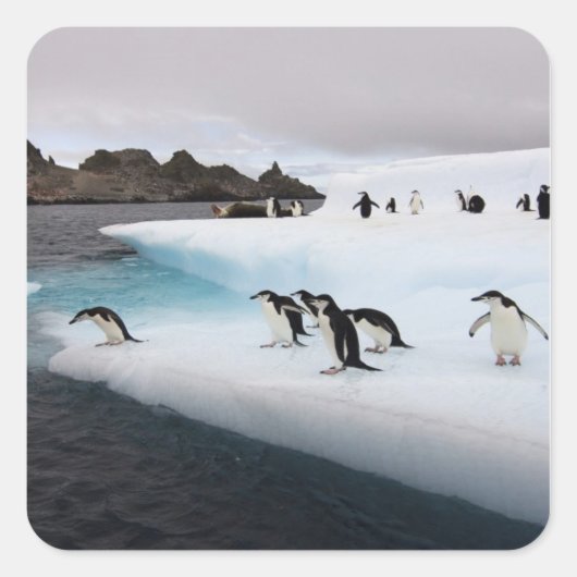 Chinstrap Penguins Vierkante Sticker (Voorkant)