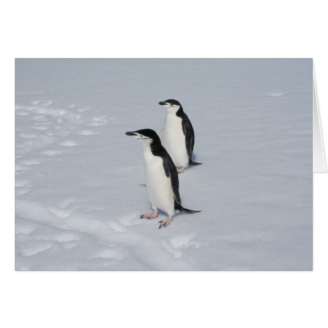 Chinstrap pinguins (HM)-kaart (Voorkant Horizontaal)