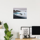 chinstrap pinguïns, Pygoscelis antarctica, 2 Poster (Thuiskantoor)