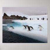 chinstrap pinguïns, Pygoscelis antarctica, 2 Poster (Voorkant)