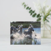 Chintoteague Ponies Crossing Channel Briefkaart (Staand voorkant)