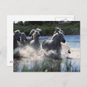 Chintoteague Ponies Crossing Channel Briefkaart (Voorkant / Achterkant)