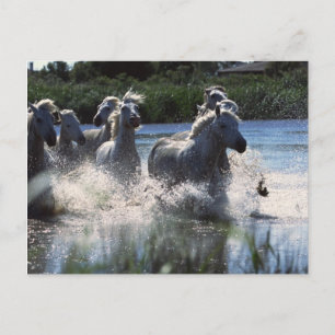 Chintoteague Ponies Crossing Channel Briefkaart