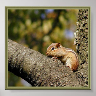 Chip of Dale? Poster