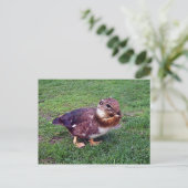 Chipduck Briefkaart (Staand voorkant)