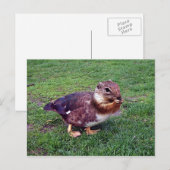 Chipduck Briefkaart (Voorkant / Achterkant)